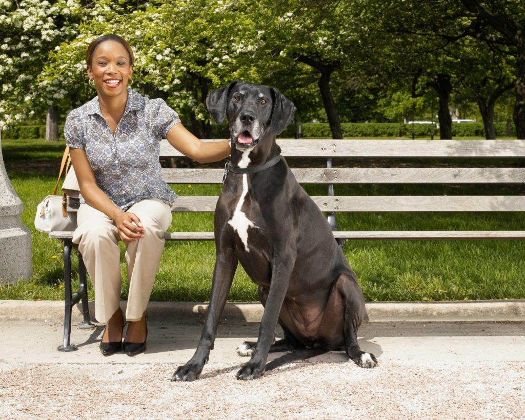 Teach a Great Dane to Walk on a Leash