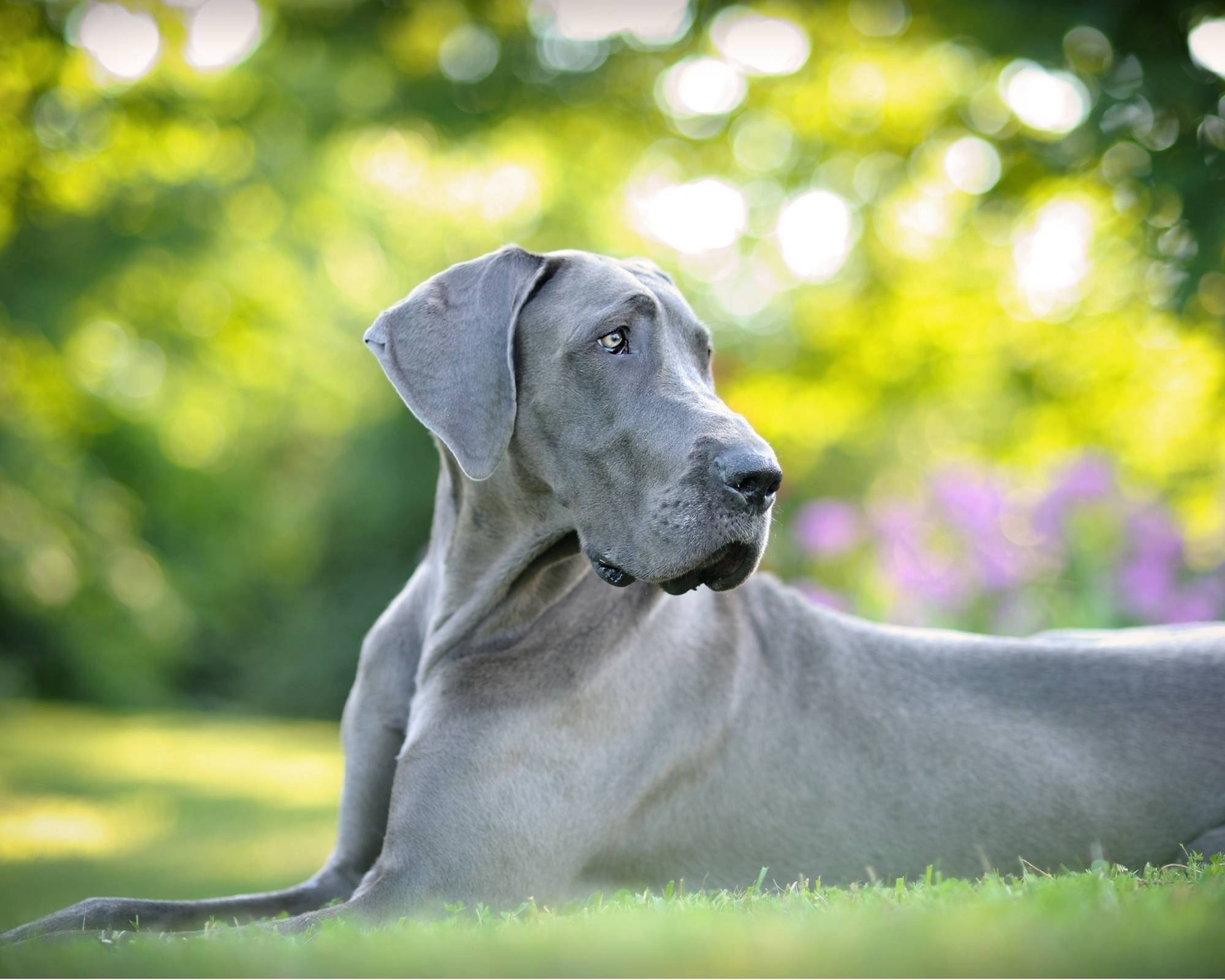 How Much Exercise Does A Great Dane Need