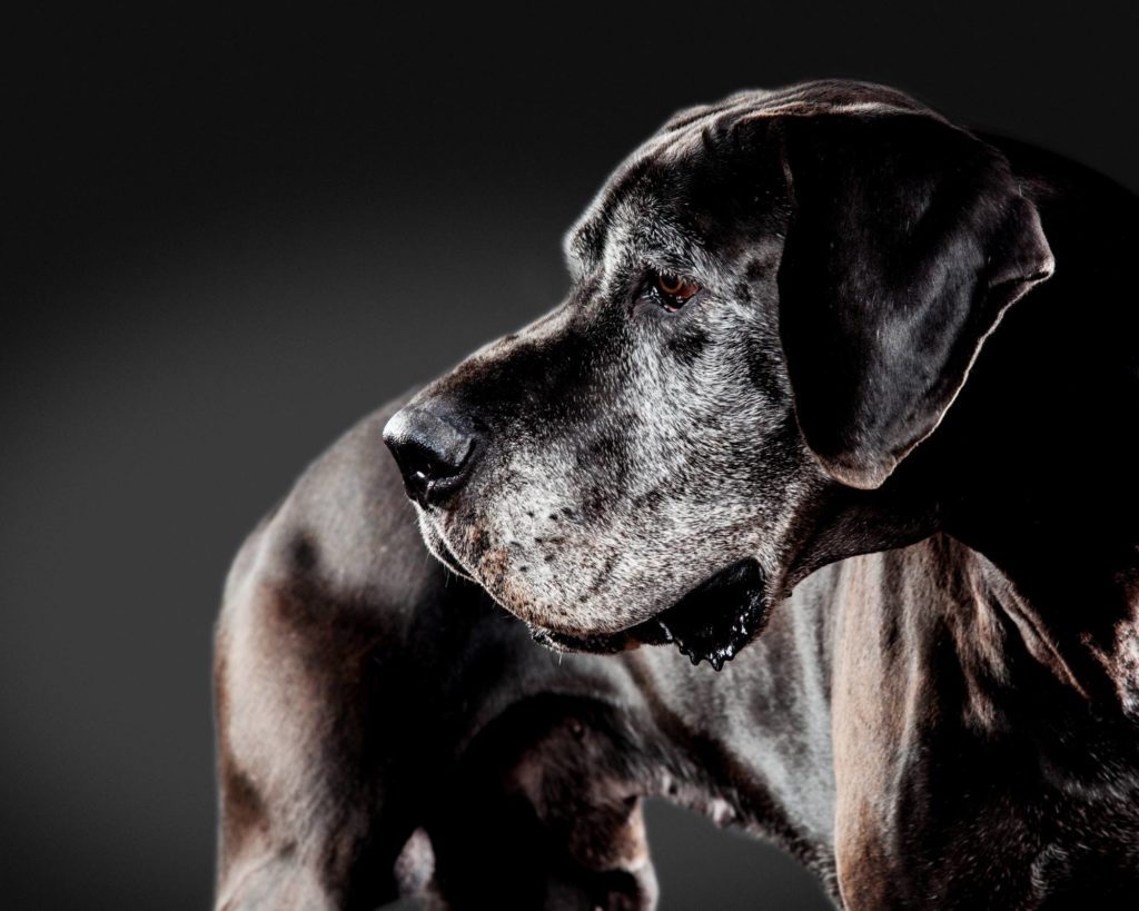 The Scary Great Dane Bloat Timeline 8 21