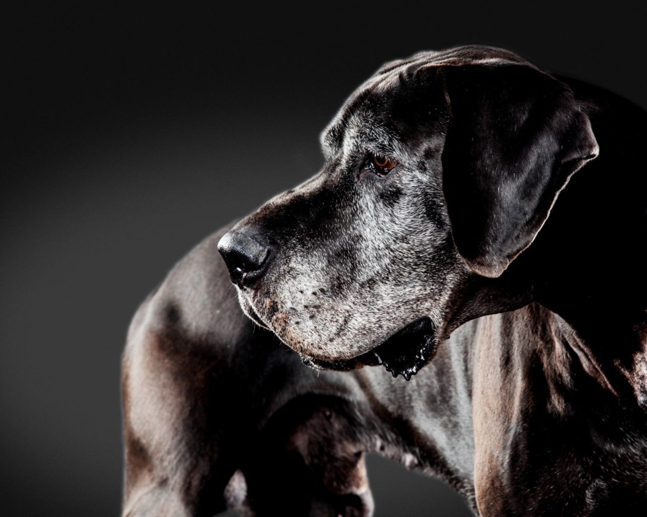 great-dane-homemade-dog-food-hello-danes