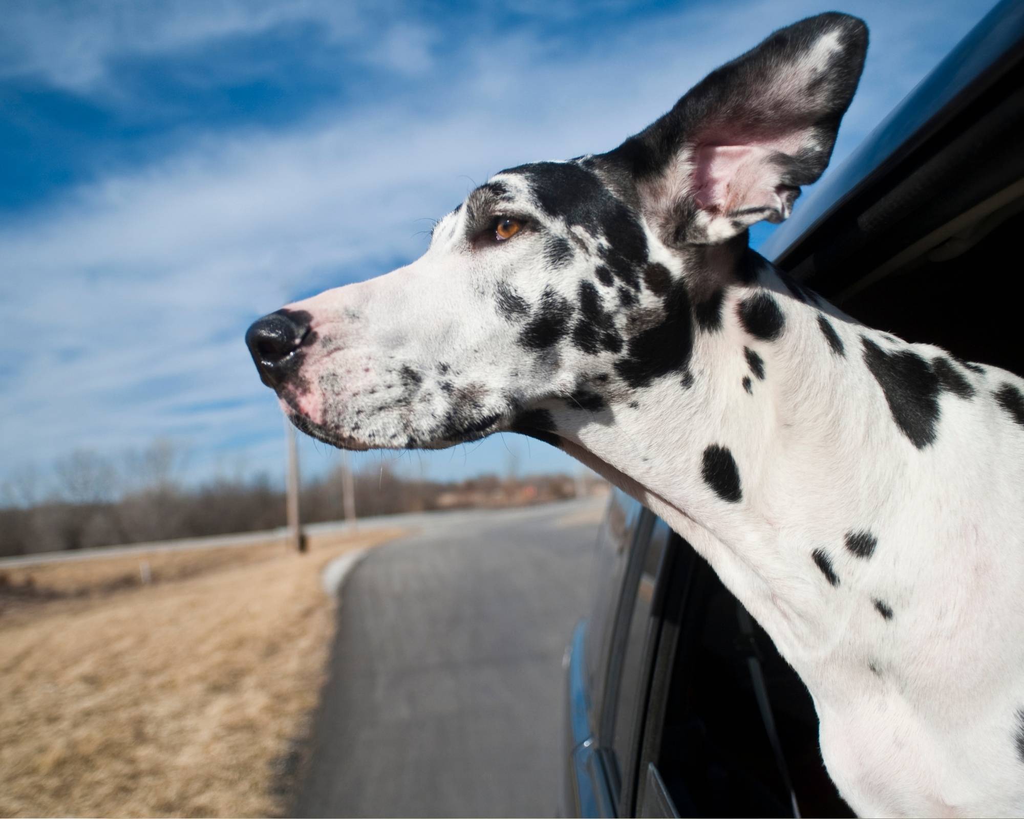 What Are Great Danes Like? Great Dane Breed Characteristics 6 Great Dane Breed Characteristics