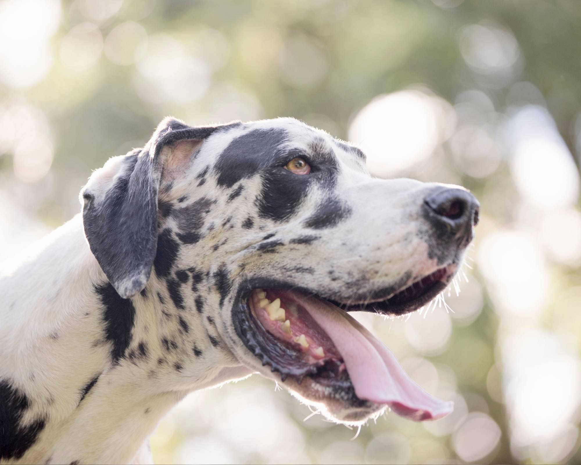 5 Tips for Leash Training Great Danes 3 Leash Training Great Danes