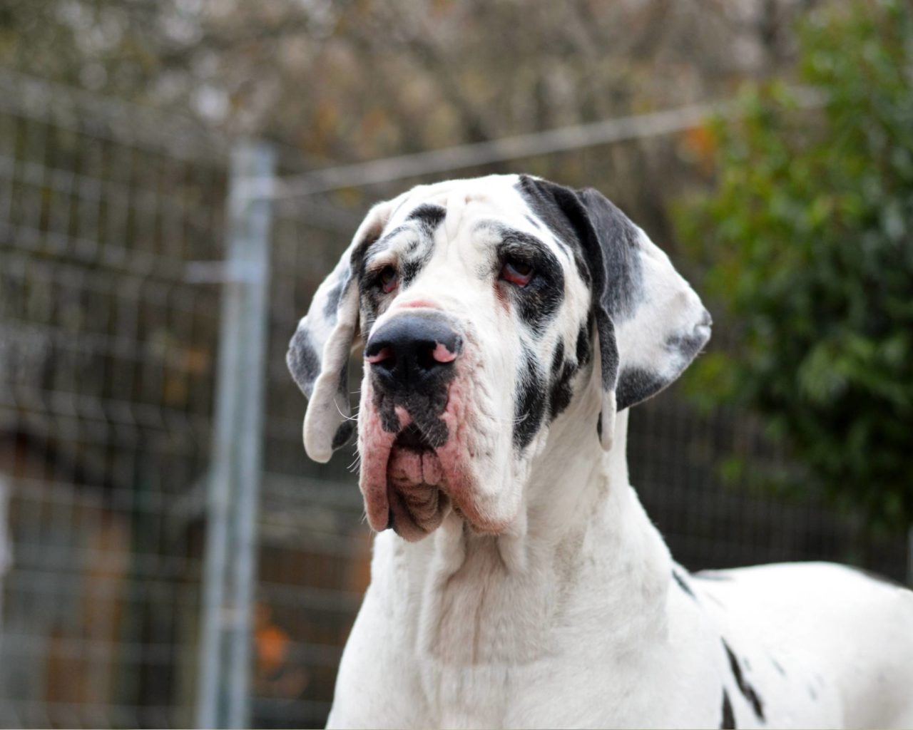 10 Great Dane Behavior Problems (and How to Fix Them) Hello Danes