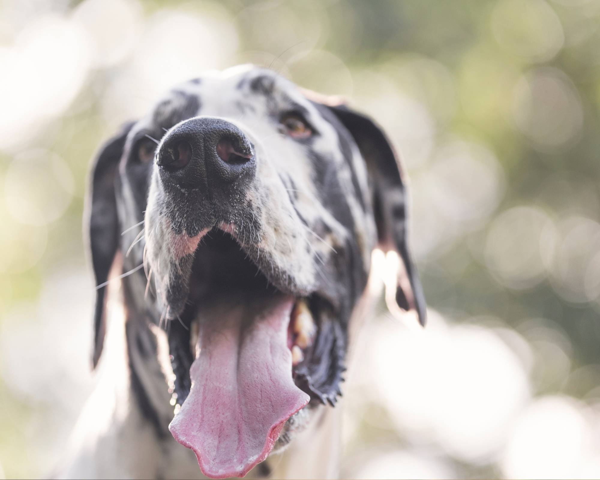 What Are Great Danes Like? Great Dane Breed Characteristics 8 Great Dane Breed Characteristics