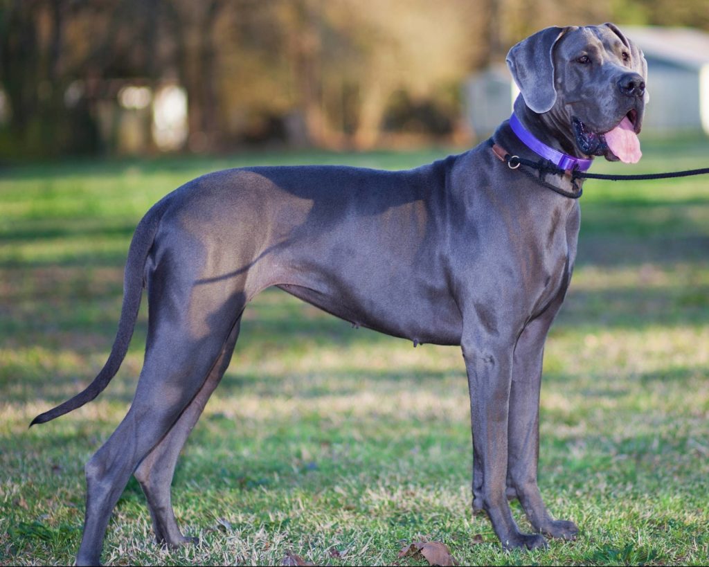 The Best Collars for Great Danes 16 28