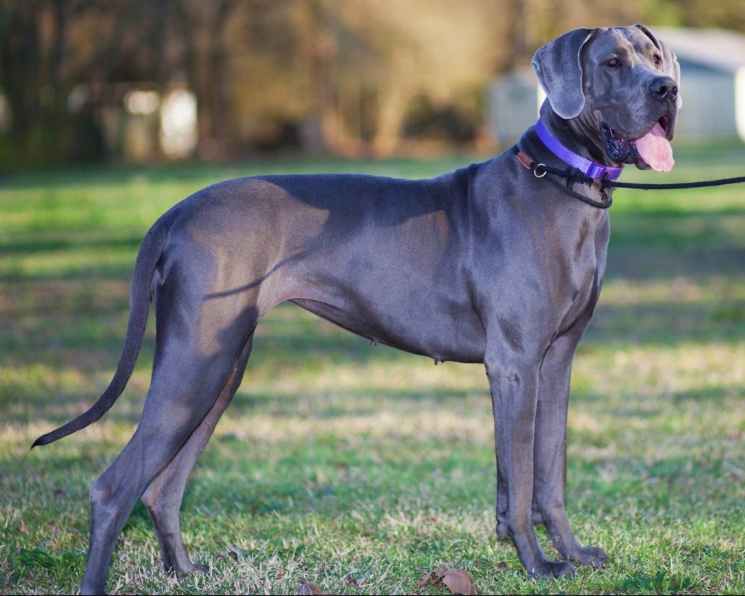How to Teach a Great Dane to Walk on a Leash Hello Danes