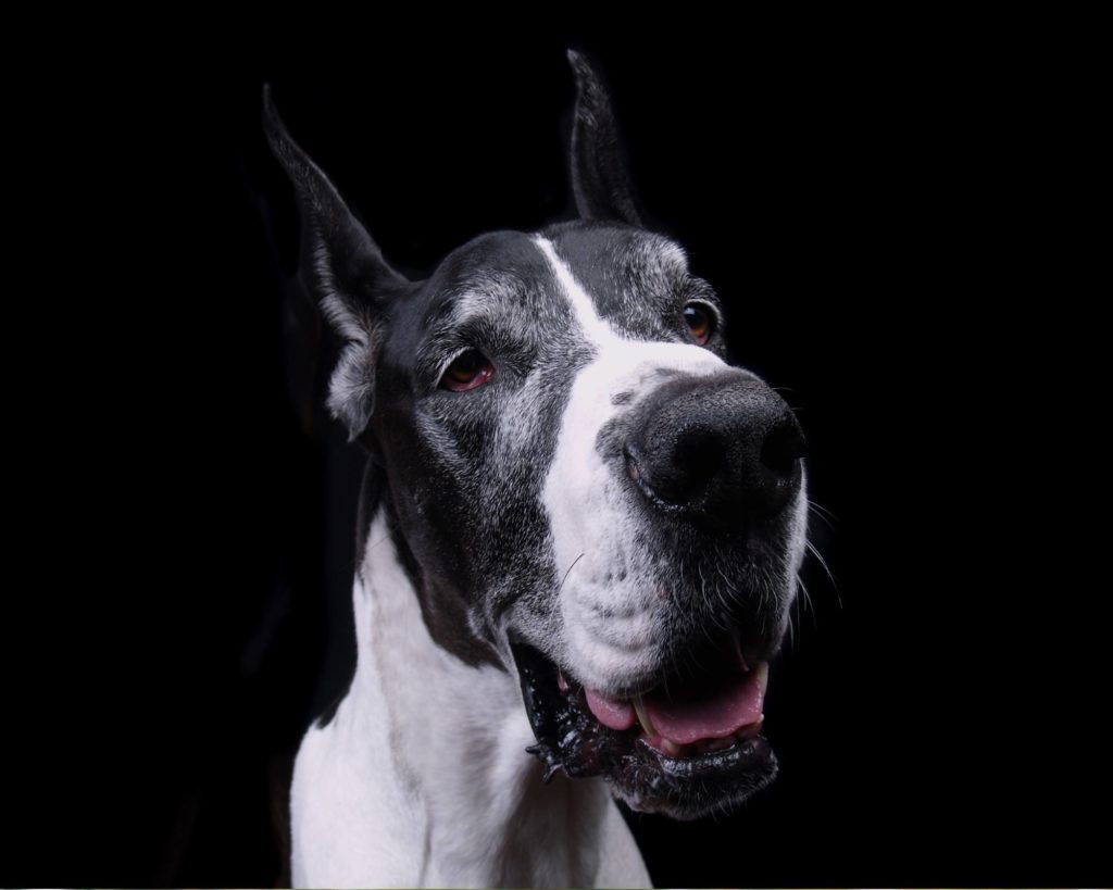 what health tests do Great Danes need before breeding? 