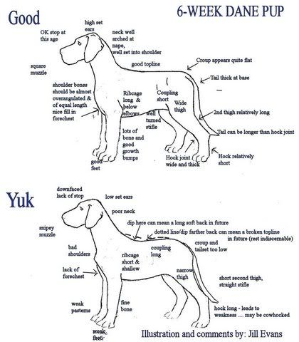 5 Ways to Strengthen Your Great Dane's Feet 5 2e8ca1c49c44ad0d9919afa1ef5f8fed