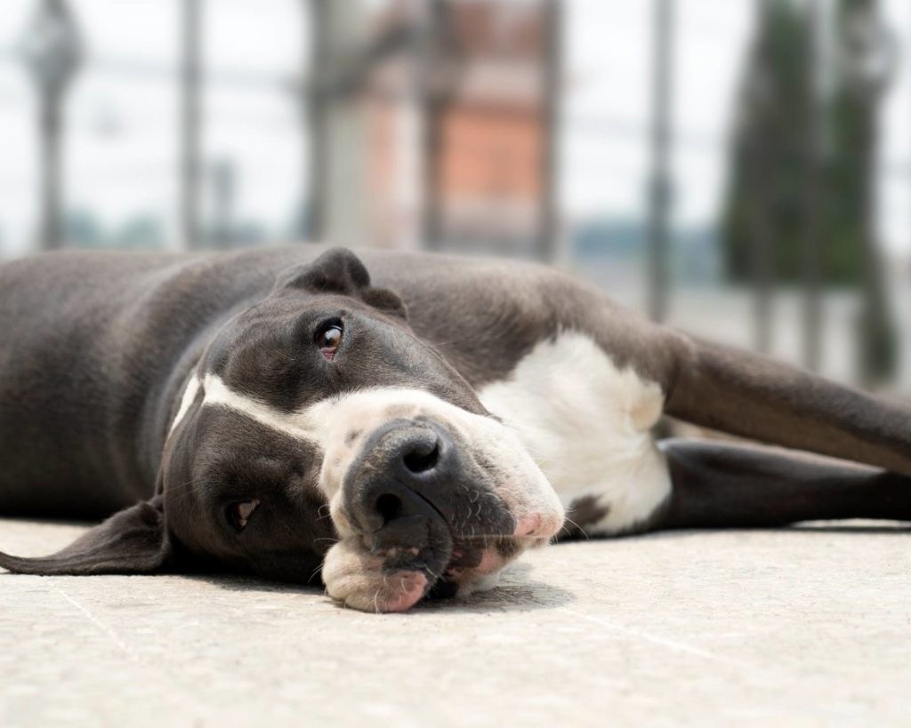 What is the GDCA Great Dane Club of America? 10 31