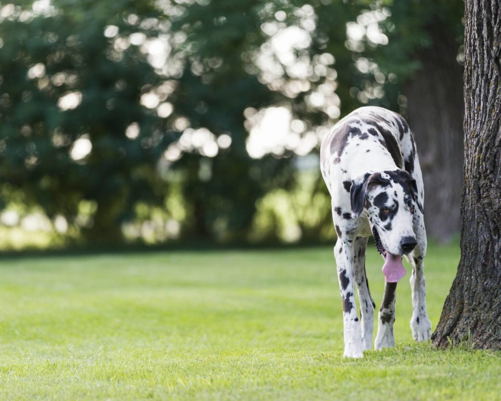 how to stop a great dane from marking