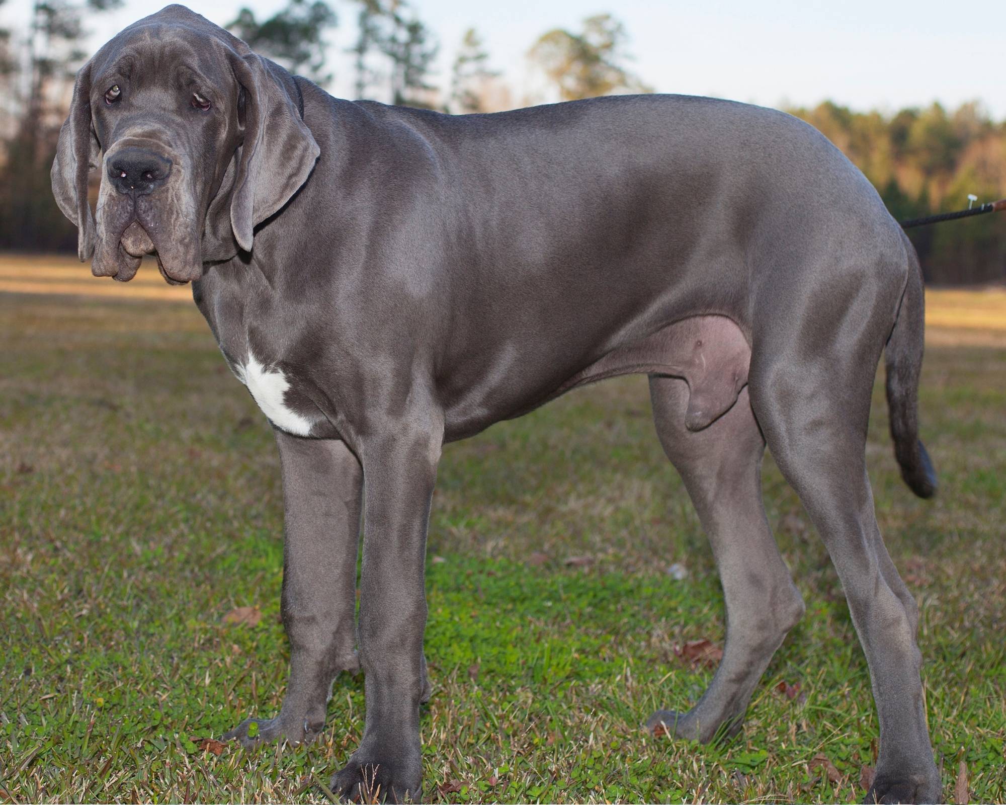 What Are Great Danes Like? Great Dane Breed Characteristics 4 Great Dane Breed Characteristics