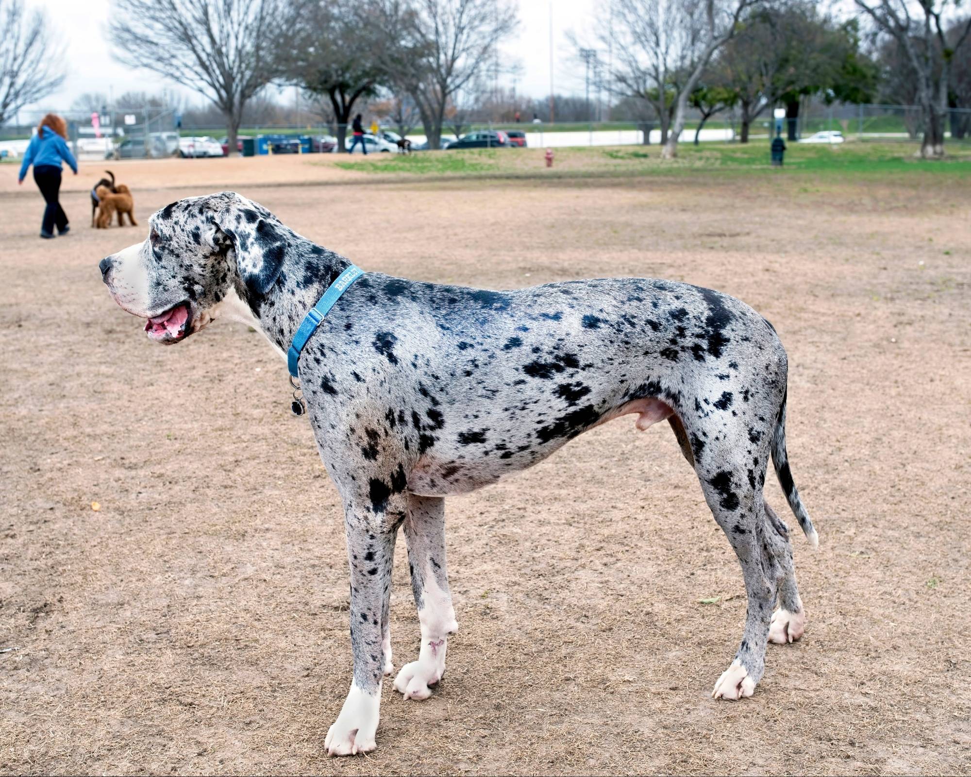 The Pros and Cons of Dog Parks 3 34