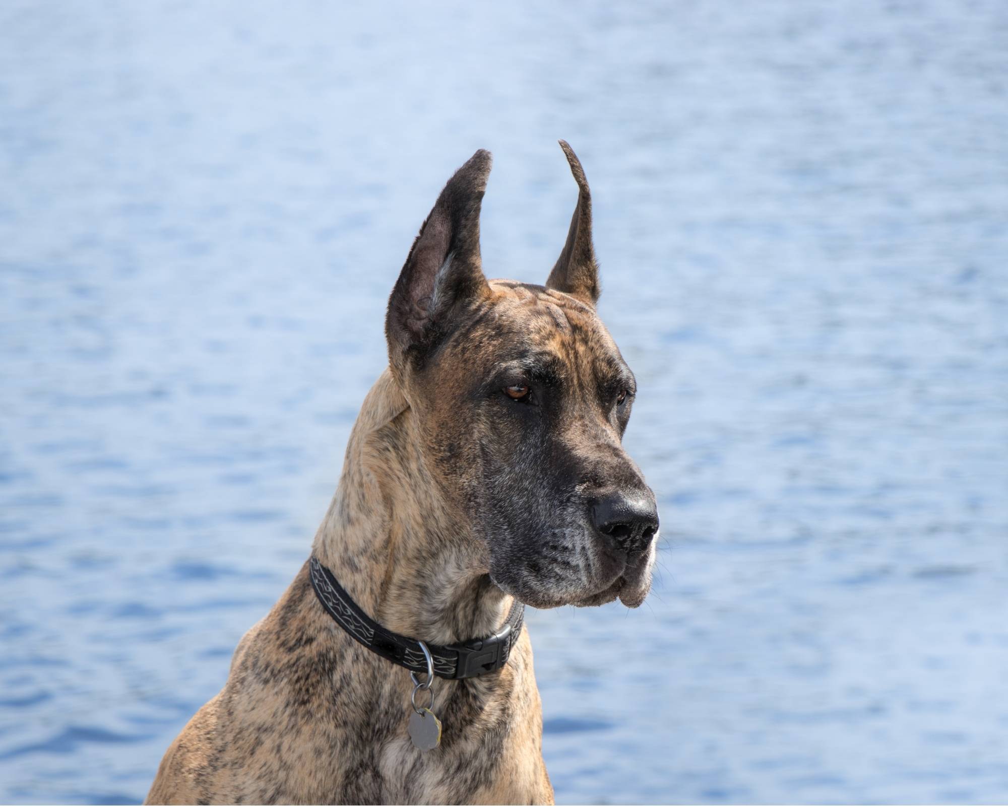 The 2 Sided Debate: Great Dane Ear Cropping 13 Great Dane ear cropping