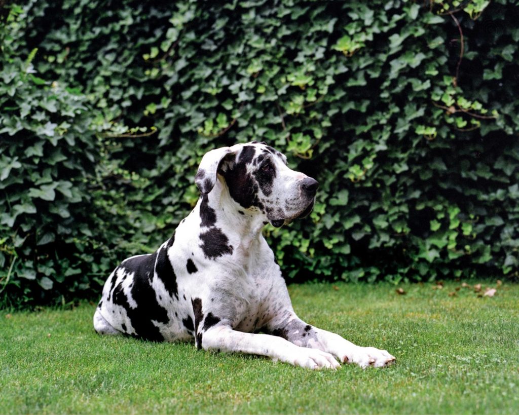 HOW LONG DO GREAT DANES LIVE