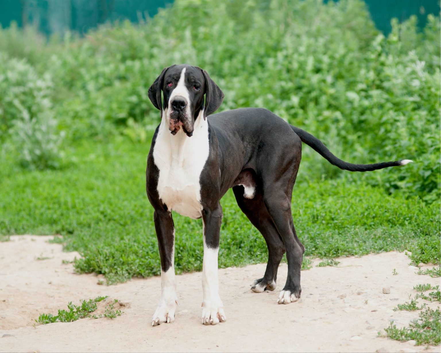 What Does Euro Mean In Great Danes Hello Danes What Does Euro Mean In Great Danes Hello Danes