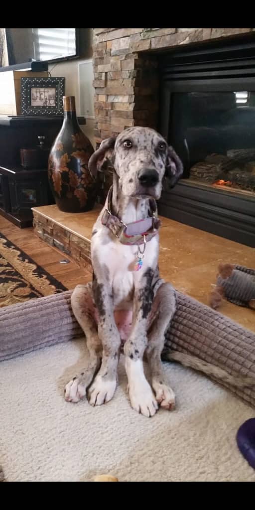 KNUCKLING IN GREAT DANES RESOURCE PAGE Hello Danes