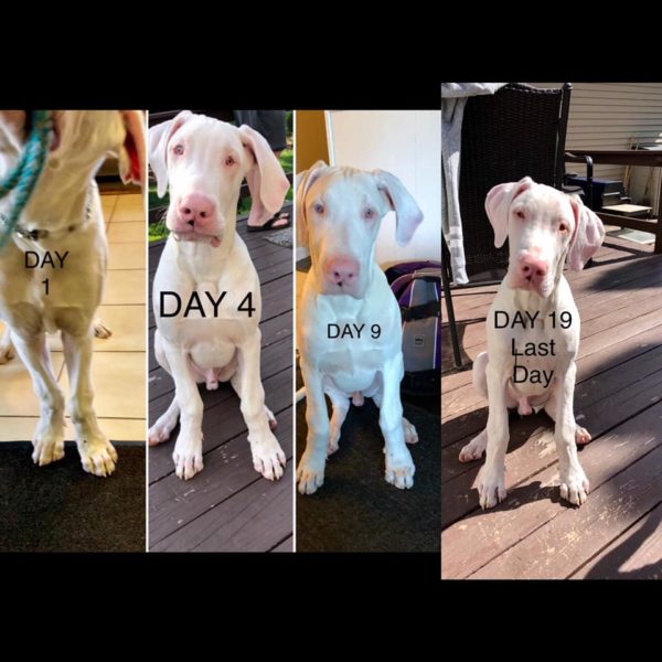 How To Fix Knuckling in Great Dane Puppies Hello Danes