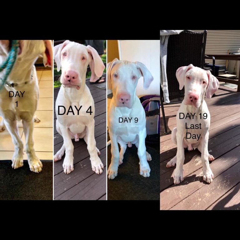 How To Fix Knuckling in Great Dane Puppies Hello Danes