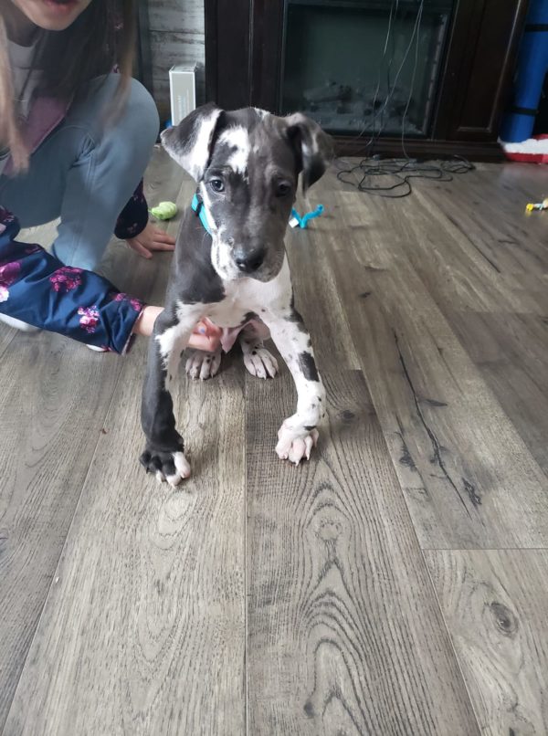 How To Fix Knuckling in Great Dane Puppies Hello Danes