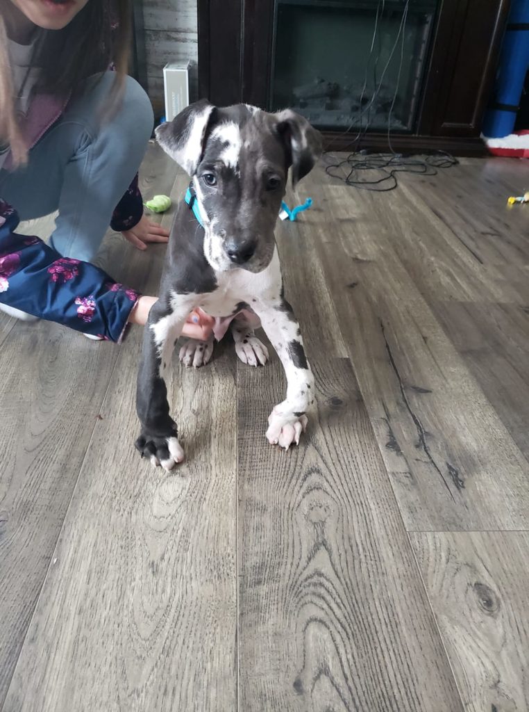 How To Fix Knuckling in Great Dane Puppies Hello Danes