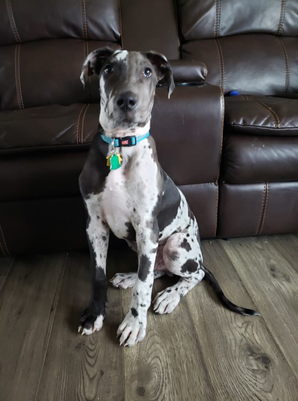 Is My Great Dane Puppy Knuckling? Hello Danes