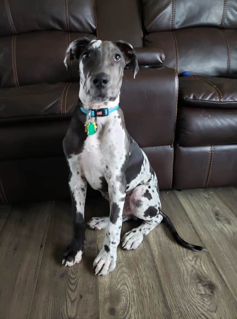 Is My Great Dane Puppy Knuckling? Hello Danes
