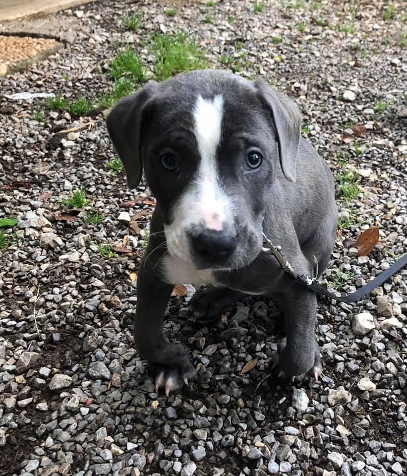 The Hardest Parts About Potty Training a Great Dane: Tips and Tricks to Make it Easier 29 knuckling 8