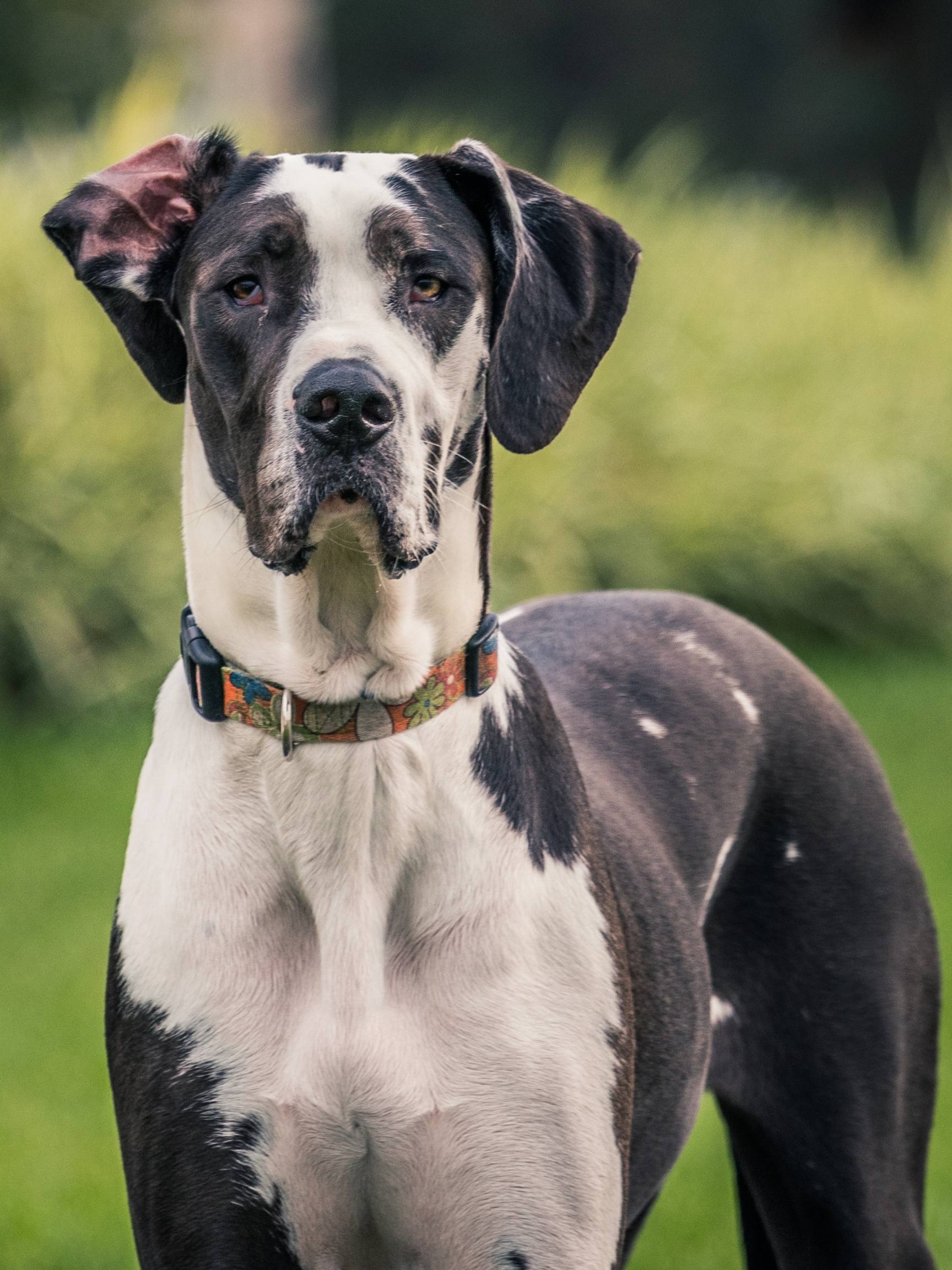 Great Dane Farts: The Funniest Collection of Photos and Videos on the Internet 3 Great Dane Farts