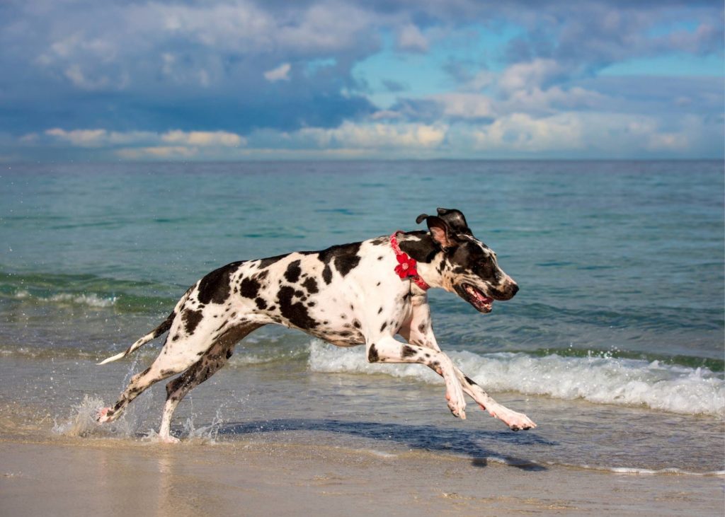 How Much Do Great Danes Cost? The Truth About Great Danes '1 Million Dollar' Price Tag 9 1 3