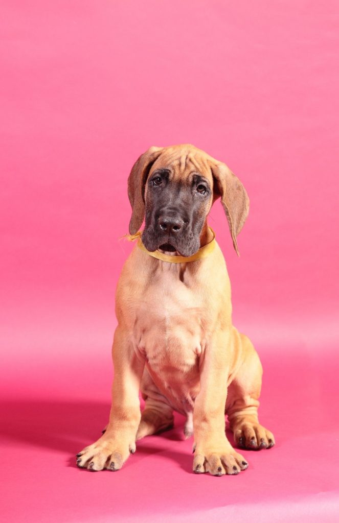 Should Great Danes Have Puppy Food 7 1