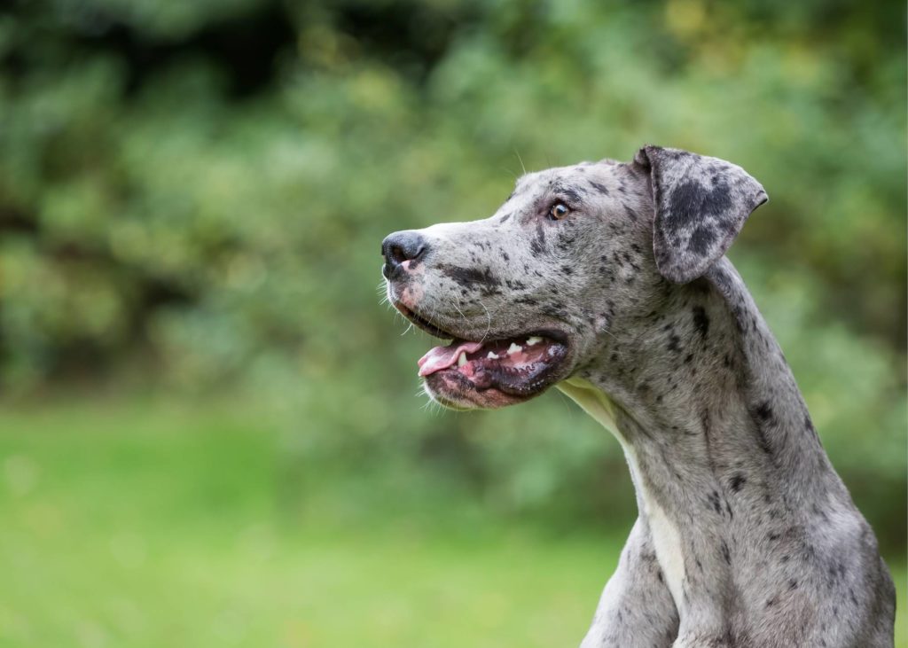 Great Dane loves you