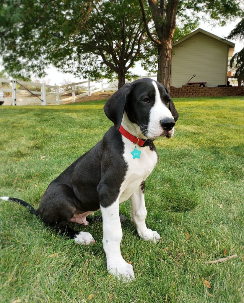 Great Dane puppy