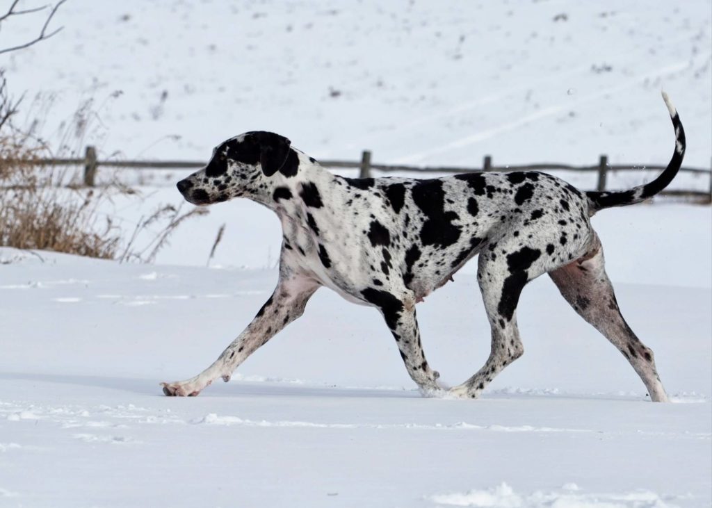 Running with Your Great Dane 11 13 1