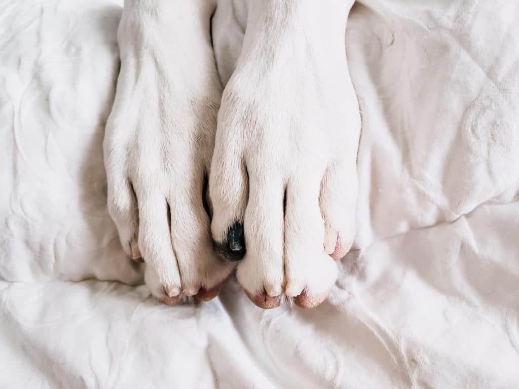 Is My Great Dane Puppy Knuckling? 16 139775864 10223362075312860 8681355535716080135 o