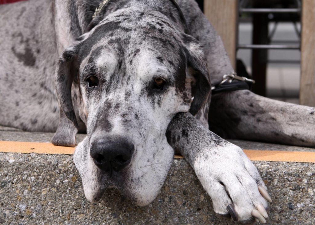 stomach tacking pros and cons for Great Danes