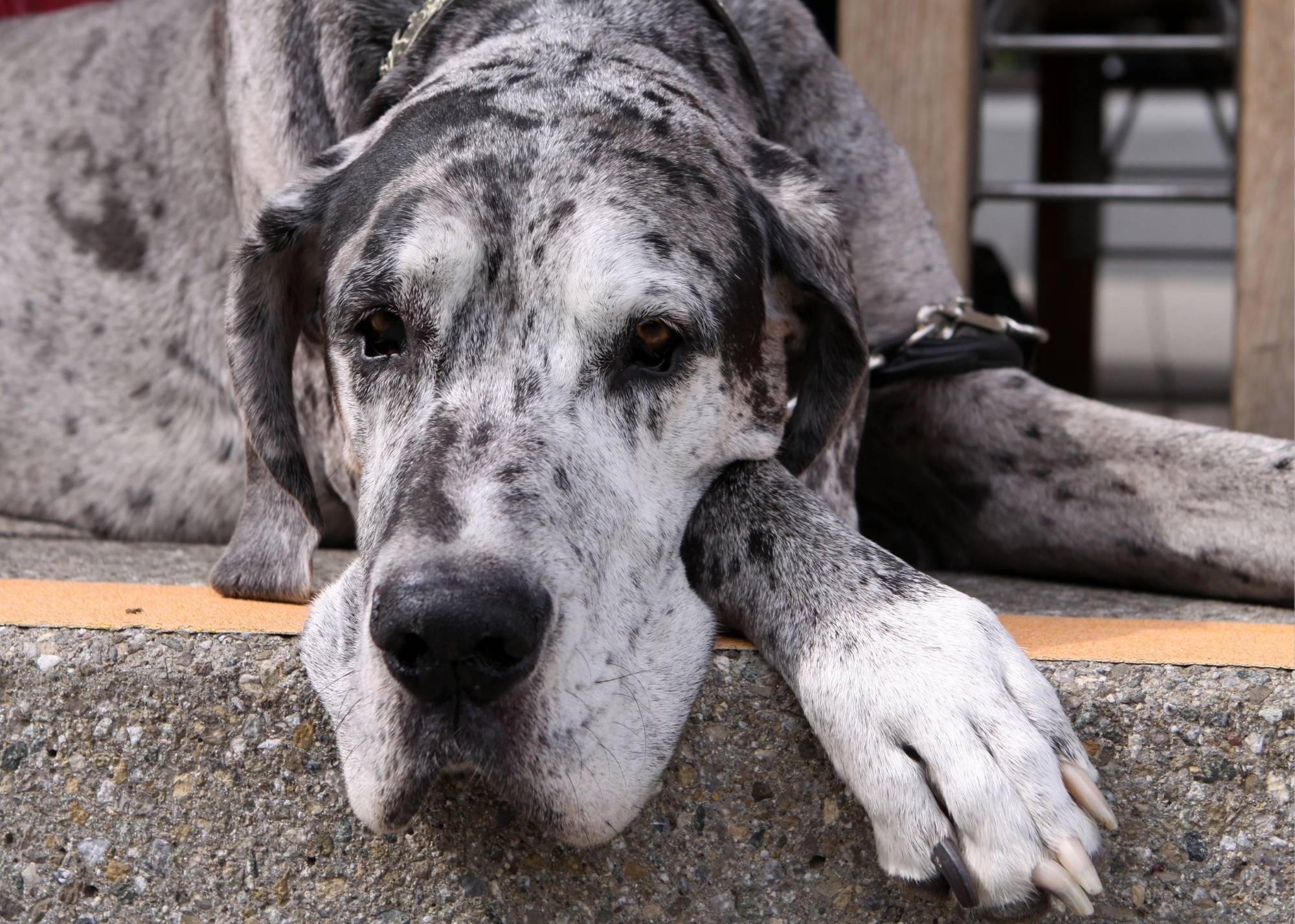 do great danes make good family pets