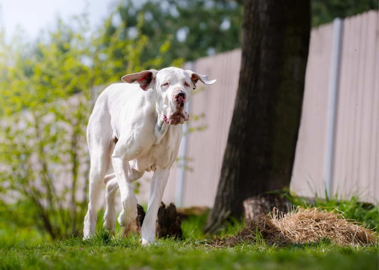 10 Great Dane Behavior Problems (and How to Fix Them) Hello Danes