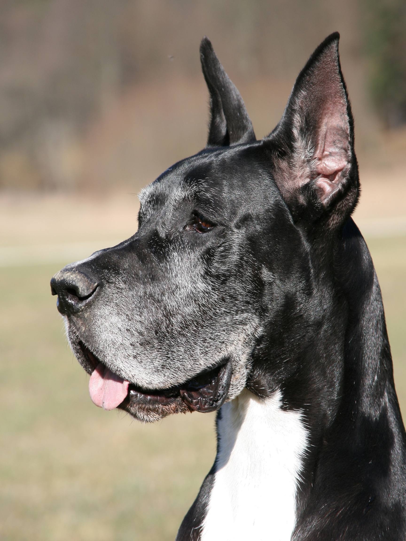 The 2 Sided Debate: Great Dane Ear Cropping 18 Great Dane ear cropping
