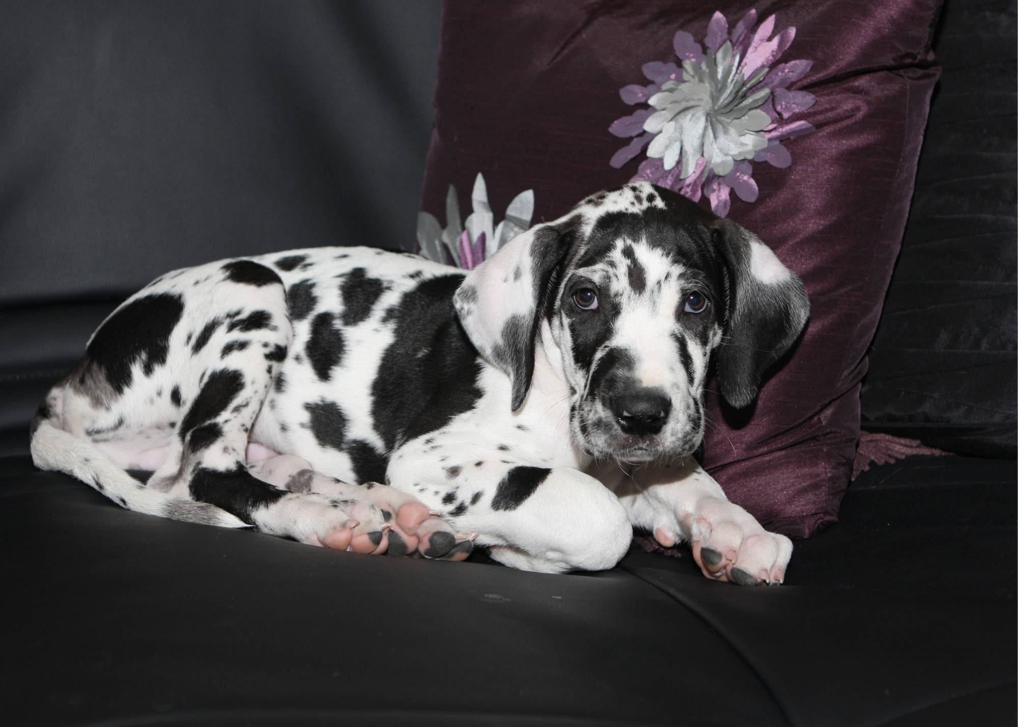 Puppy Fear Periods: What They Are, When to Expect Them, and How to Help Your Puppy 9 Puppy Fear Periods