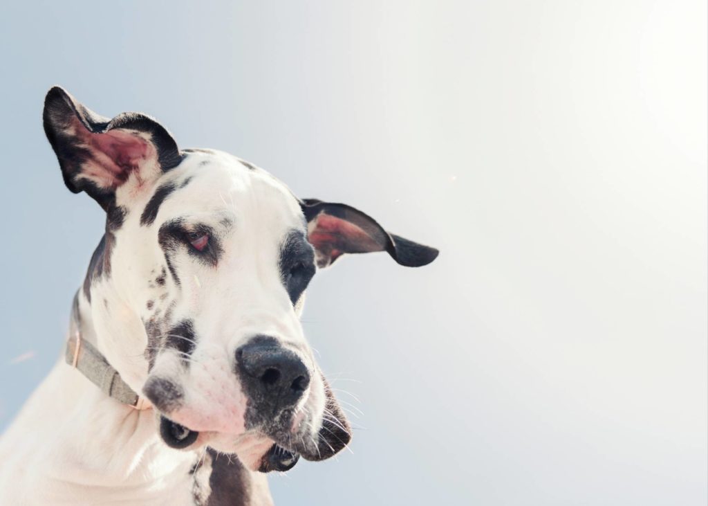 Dog Osteosarcoma: The Terrible Cancer That Affects Great Danes the Most 7 19 1
