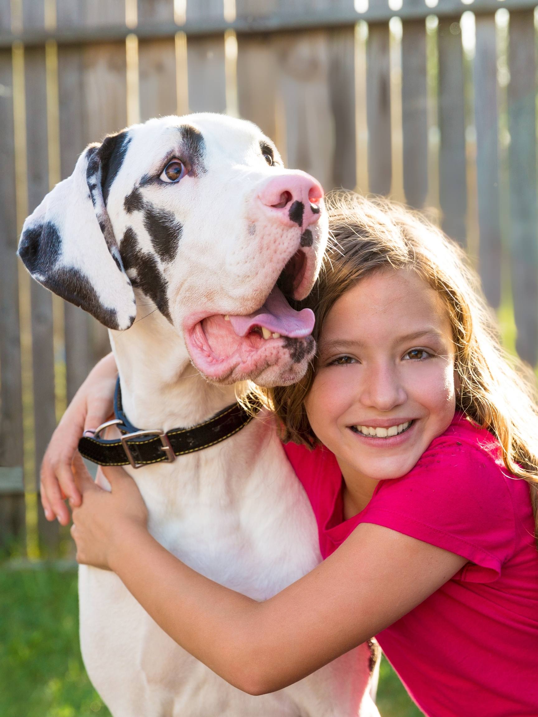 Helping a Dog with Broken Leg: 6 Things About Great Dane Broken Legs 44 Great Dane puppies