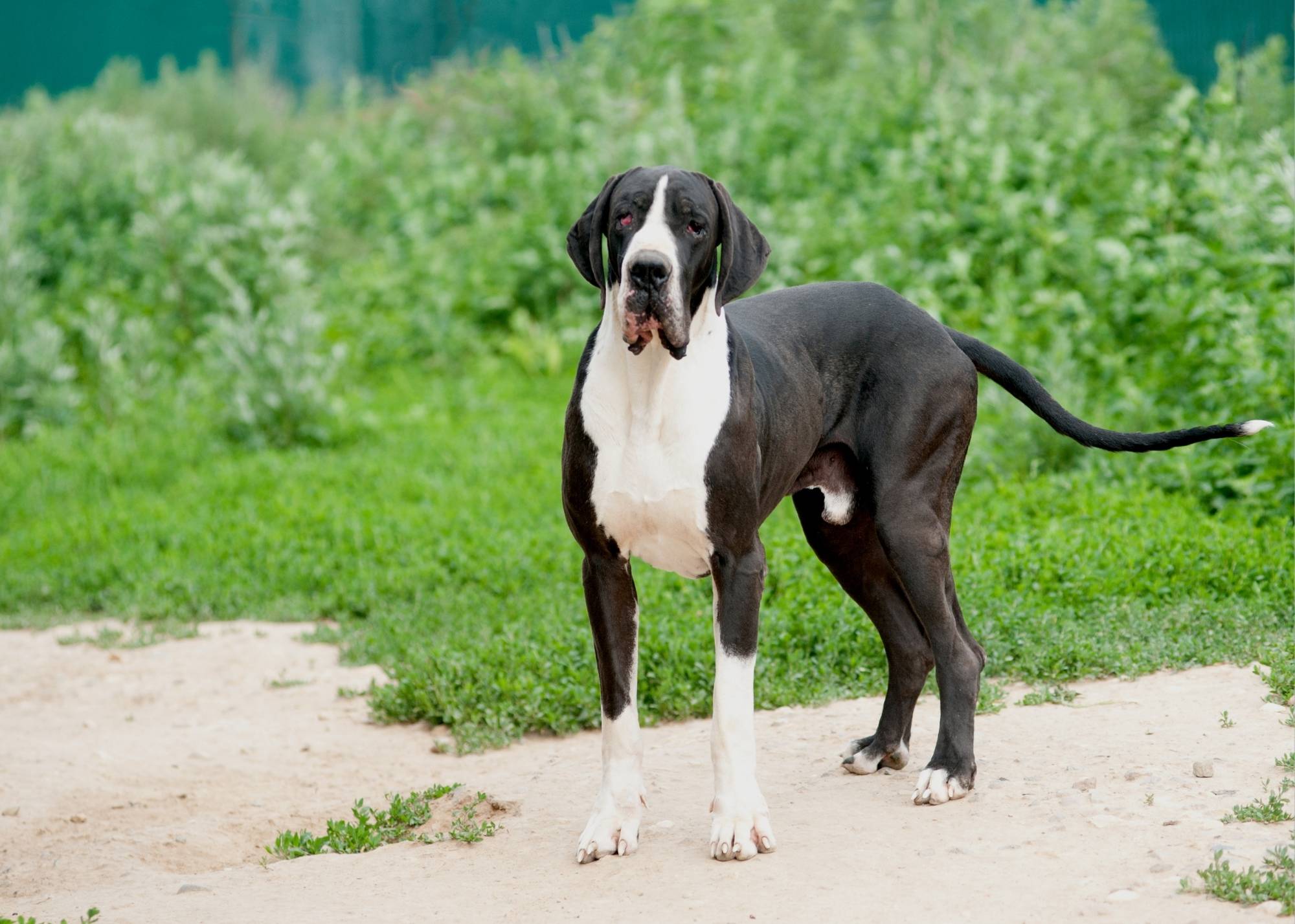 Great Dane Barking: What to Do When Your Dog Won't Stop Making Noise 4 Great Dane Barking