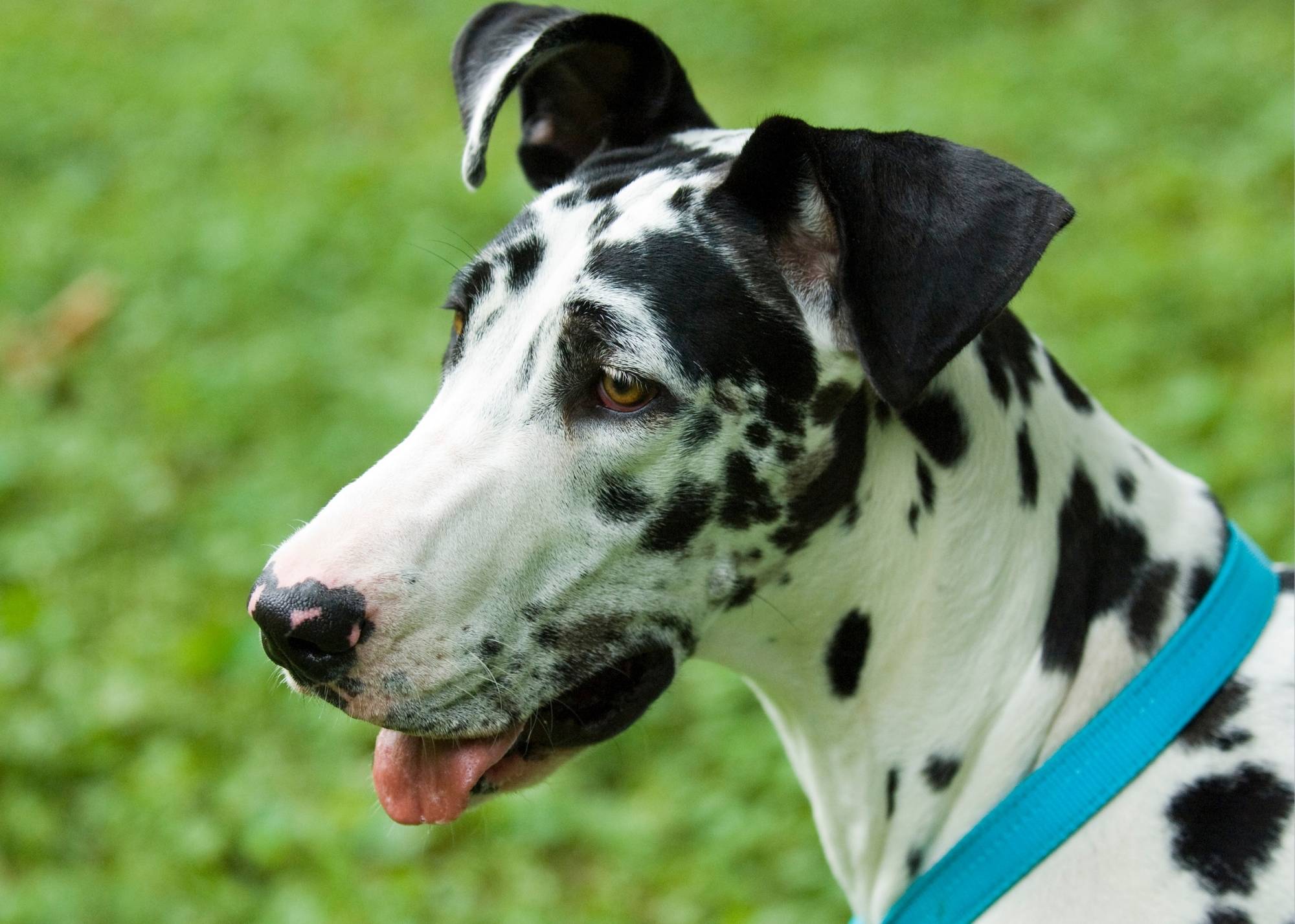 The Hardest Parts About Potty Training a Great Dane: Tips and Tricks to Make it Easier 3 Potty Training a Great Dane