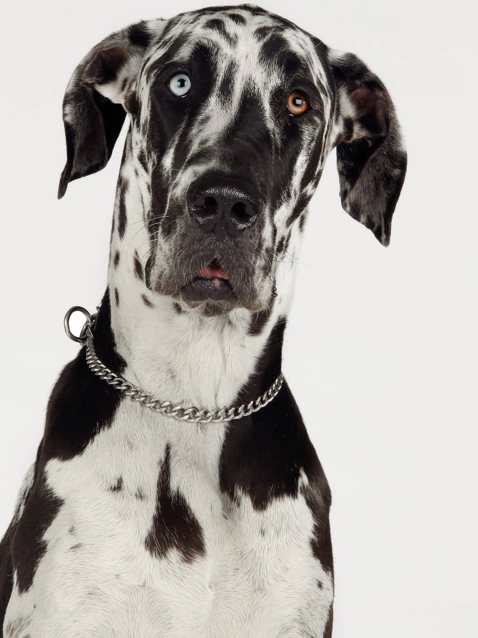 Unique Names for Great Dane Puppies: Great Dane Names You Need to Know! 28 20 scaled