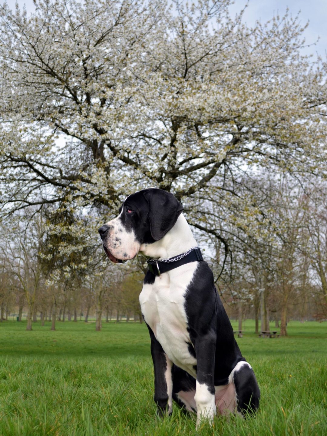 How to Teach a Great Dane to Walk on a Leash Hello Danes