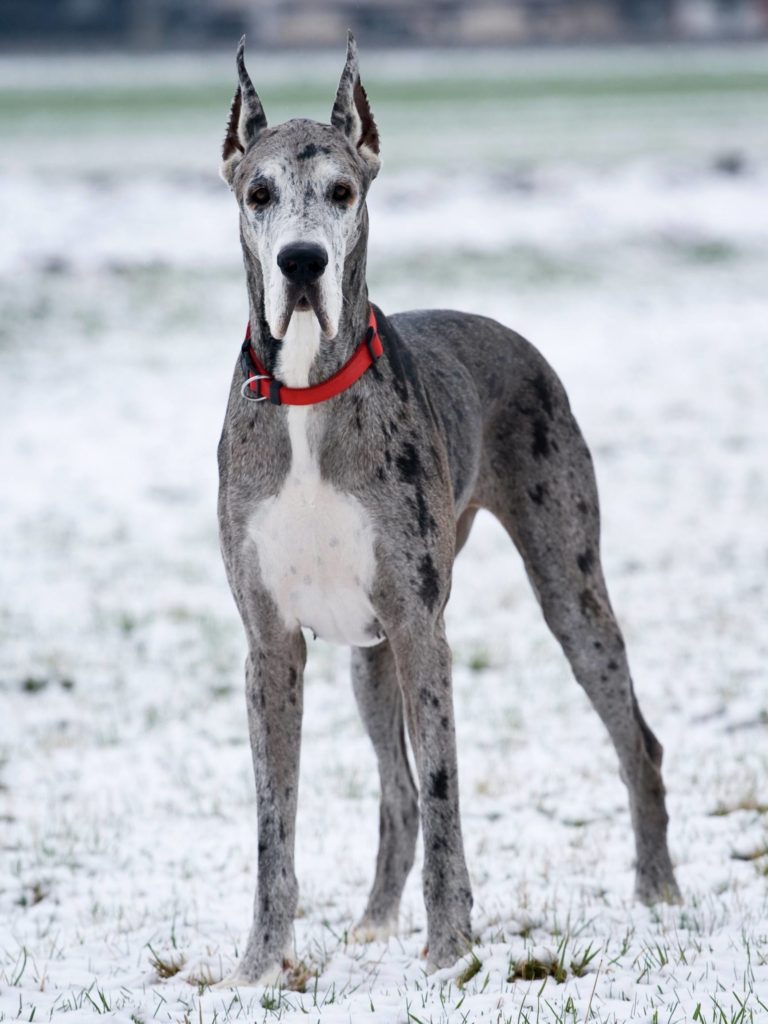 Ear Cropping Great Danes