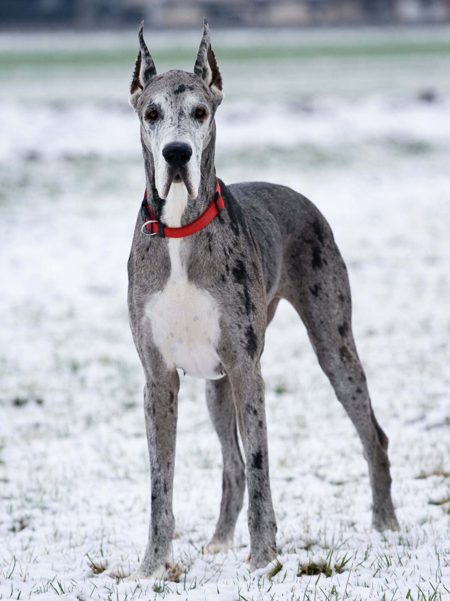 The 2 Sided Debate: Great Dane Ear Cropping 17 Great Dane ear cropping