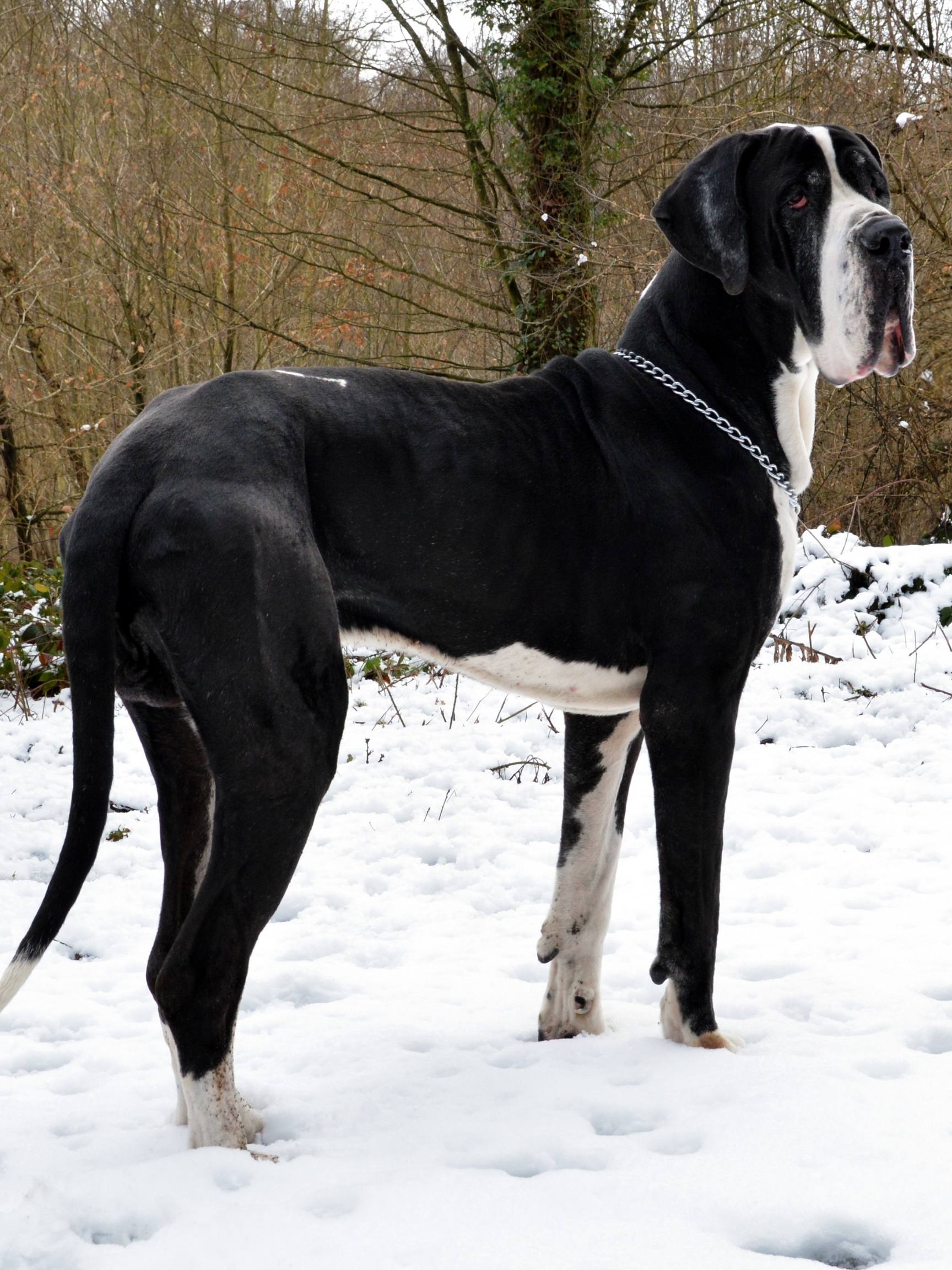 Great Dane as a Guard Dog