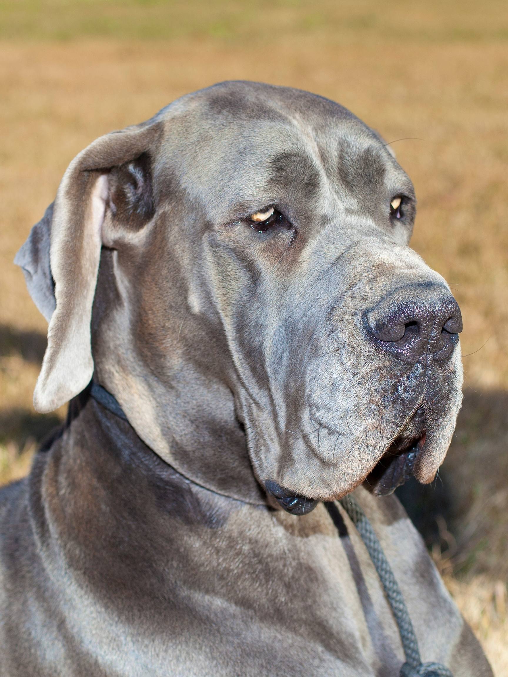 Great Dane as a Guard Dog