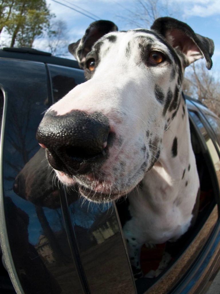 Are Great Danes Allergic to Chicken? 2 25